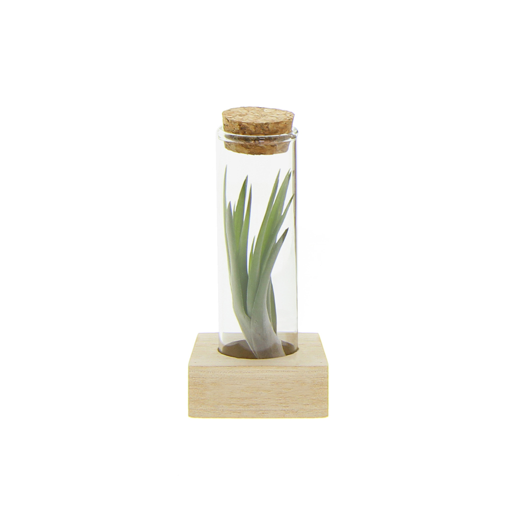 Airplant - Single tube & wood