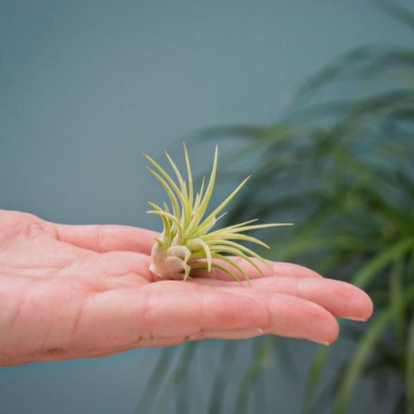 Airplant - Light bulb