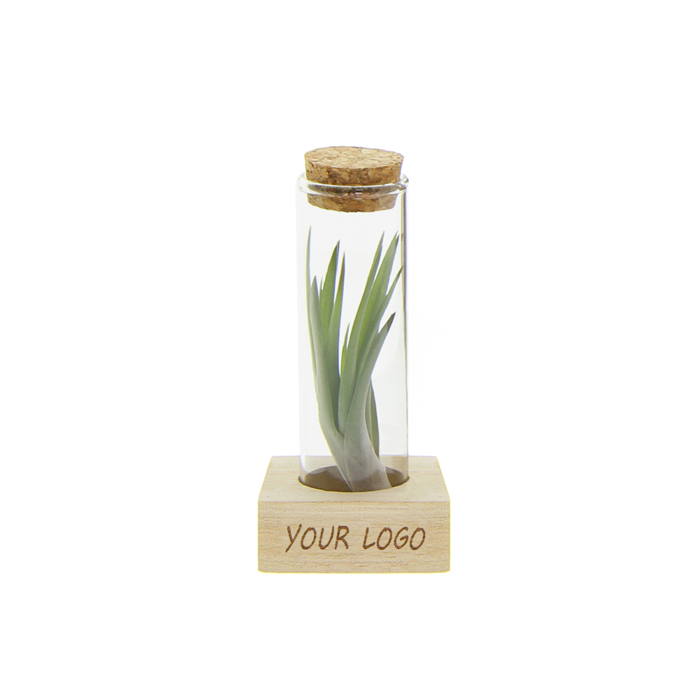 Airplant - Single tube & wood