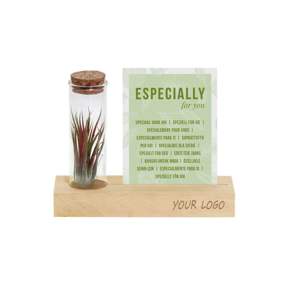 Airplant - Cardholder & tube